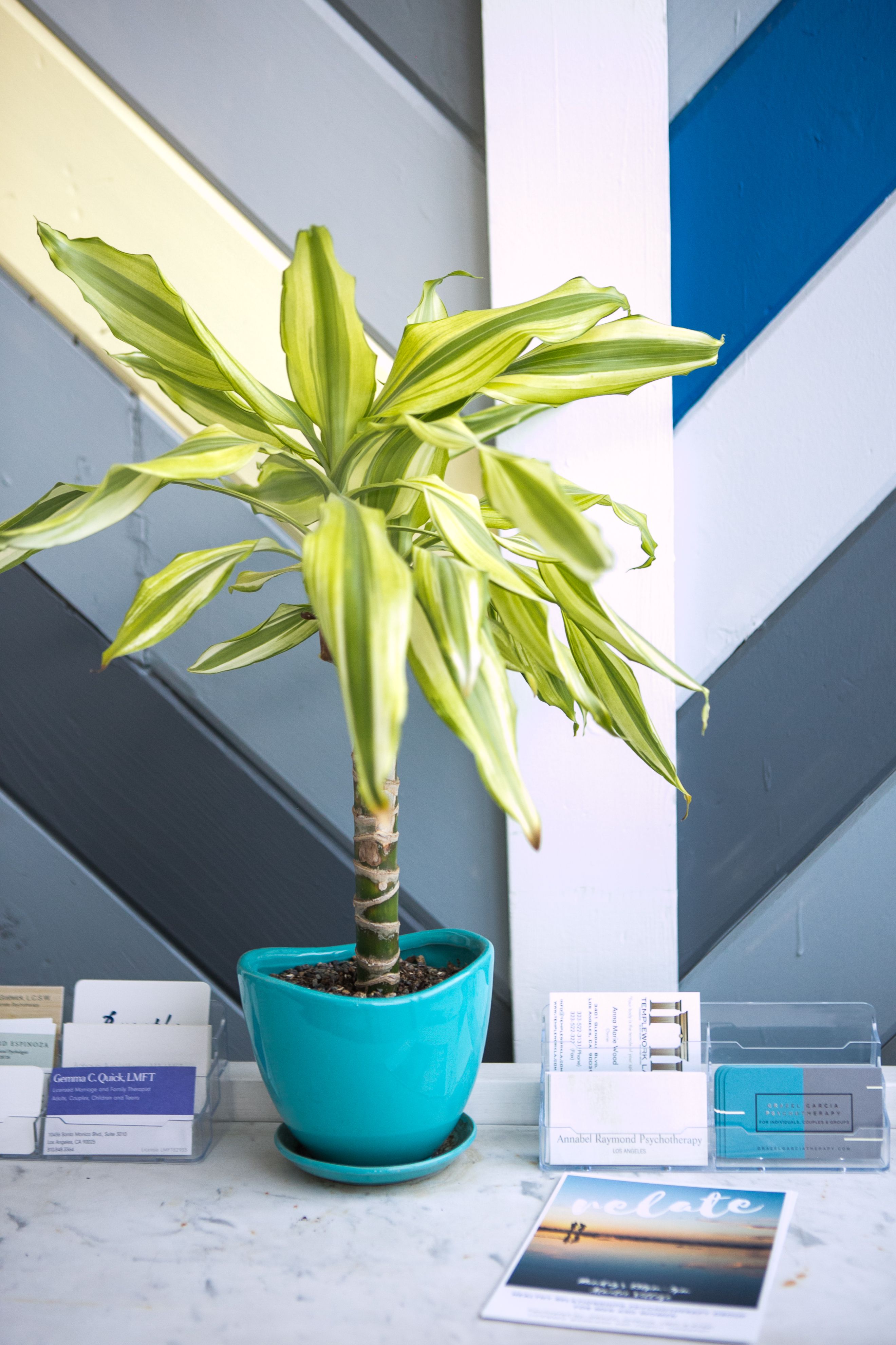 Picture of house plant and business cards